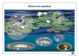 Животные, комбинированное наглядное пособие (СD-диск + 80 карточек)