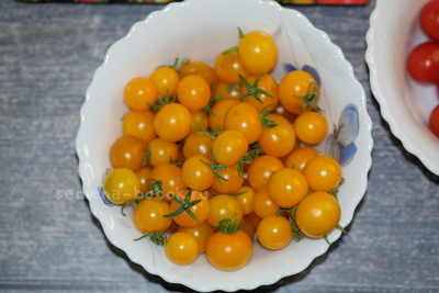 Томат Liliput Yellow (Желтый Лилипут), 10 шт