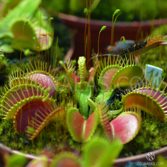 Dionaea muscipula Crocodile