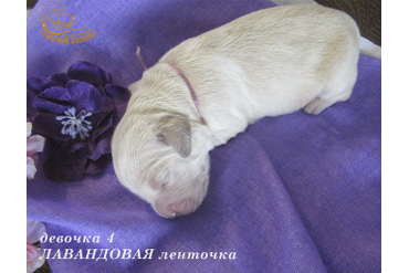 УЖЕ в НОВОМ ДОМЕ = Девочка ЛАВАНДОВАЯ ленточка, 5 дней. ДР 28.01.20. 