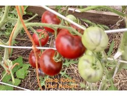 Томат Шеф Юбер (Chef Hubert)