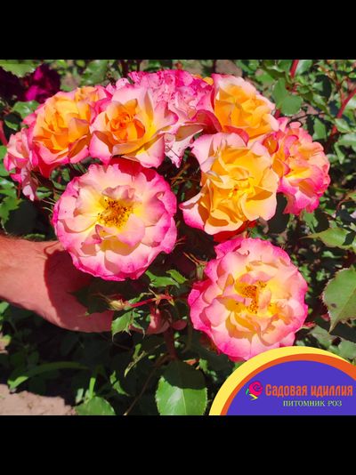 Ландлуст (LandLust)