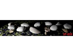 SP-009 ГЛЯНЦЕВАЯ СТЕНОВАЯ ПАНЕЛЬ ALBICO 2800*610*6мм*