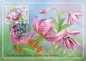 КМ. Россия. Лилия кавказская 2024-120