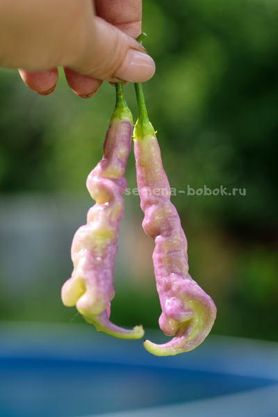 Перец острый Aji Confusion (Ахи Конфуз), 10 шт