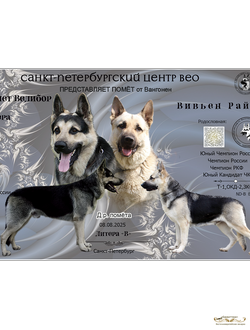 Щенок от Велибора х Вивьен Райд