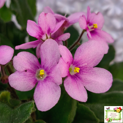 LV-Звезда в Ночи (Л. Шевелева) 2025 г. трейлер (клакамасный лонг)