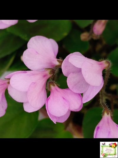 Flashy Trail (H.Pittman) TX Hyb трейлер