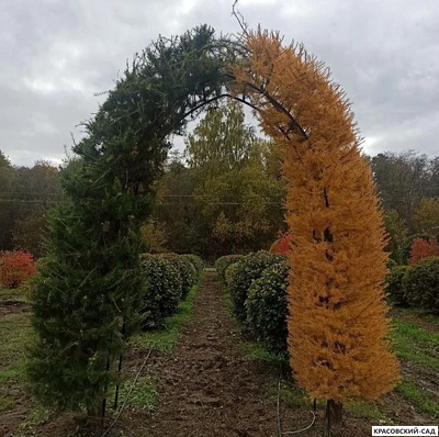 Топиар Арка из Лиственницы Маргилинда - Larix marschlinsii