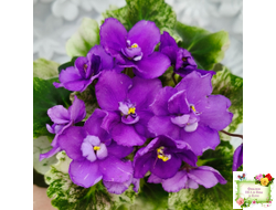 АВ-Корзиночка с Ежевикой (Фиалковод) 2021 г. (гёрл-листья с кроновой пестролистностью)