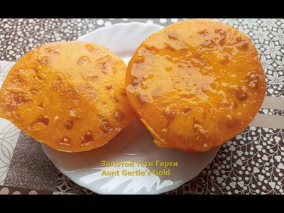 Томат Золотой тети Герти (Aunt Gertie’s Gold) США