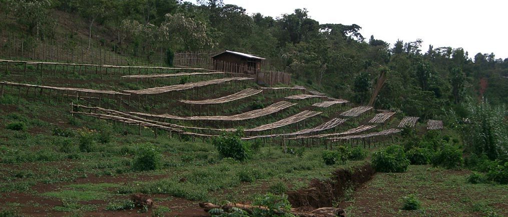 Сухая обработка на африканских кроватях на ферме в Эфиопии