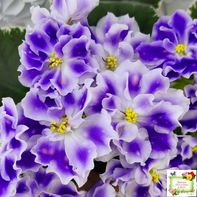 ВаТ-Монарх (Т. Валькова) 2016 г.