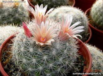 Mammillaria candida (семена)