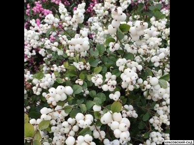 Снежноягодник Доренбоза Вайт Хедж - Doorenbosii White Hedge