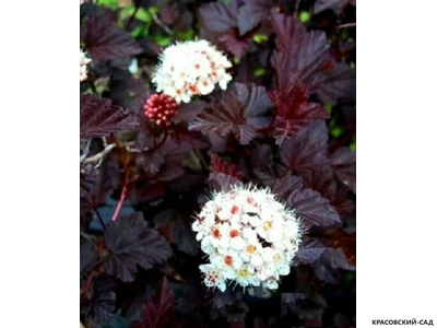 Пузыреплодник краснолистный микс - mix