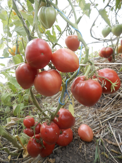 Томат Знаменитая клубника Миссис Шлаубах (Mrs. Schlaubaugh’s Famous Strawberry )