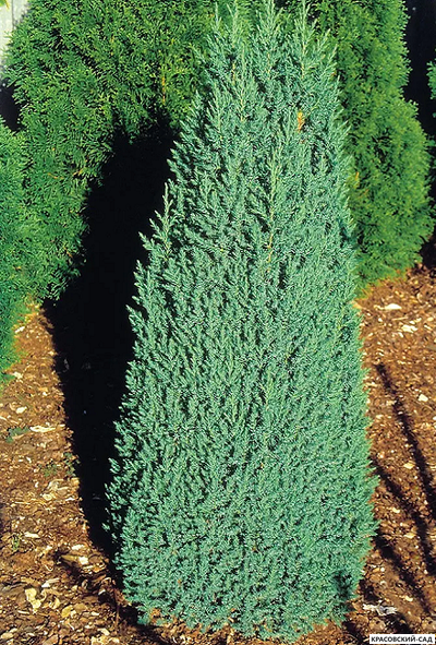 Можжевельник китайский Стрикта купить в Москве