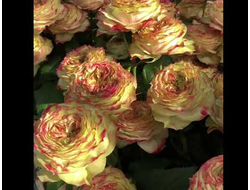 Эппл Джек (Apple Jack) .