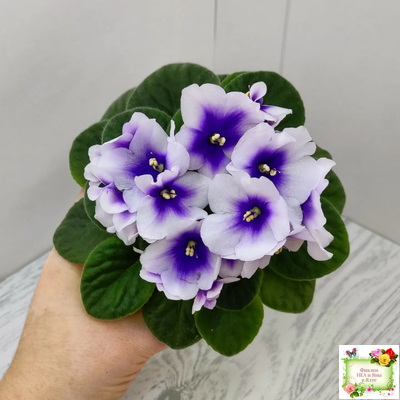 ЛЕ-Мятная Прохлада (Е. Лебецкая) 2019 г.