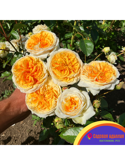 Чиппендейл Голд (Chippendale Gold)