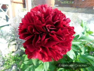 Пион Red Grace (Рэд Грэйс)