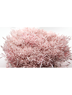 Тычинки тонкие  около 400 нитей