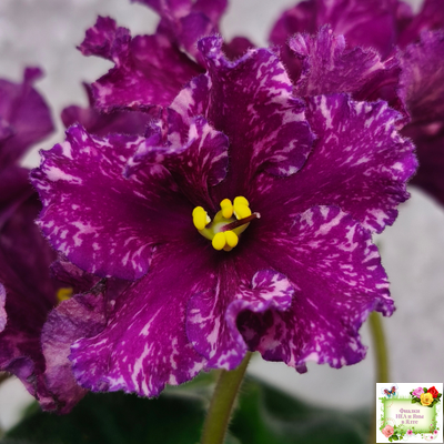 АВ-Тайны Востока (Фиалковод) 2022 г. (детка)