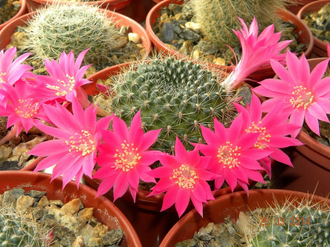 Rebutia senilis v. lilacino-rosea