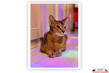 CHAMPION Taissia Kiss by Flowers,
Порода: абиссинская, окрас дикий