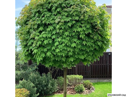 Клен остролистный Глобосум - Globosum