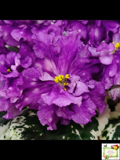 ВаТ-Шоколадное Настроение (Т. Валькова) 2019 г.