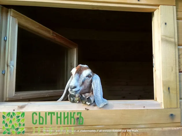 Нубийские козы с документами ADGA купить