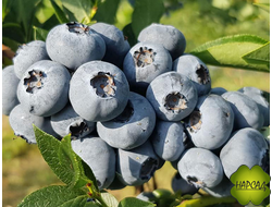 ГОЛУБИКА БЛЮГОЛД (очень крупная, высокорослая, ранняя, саженец 2 года)