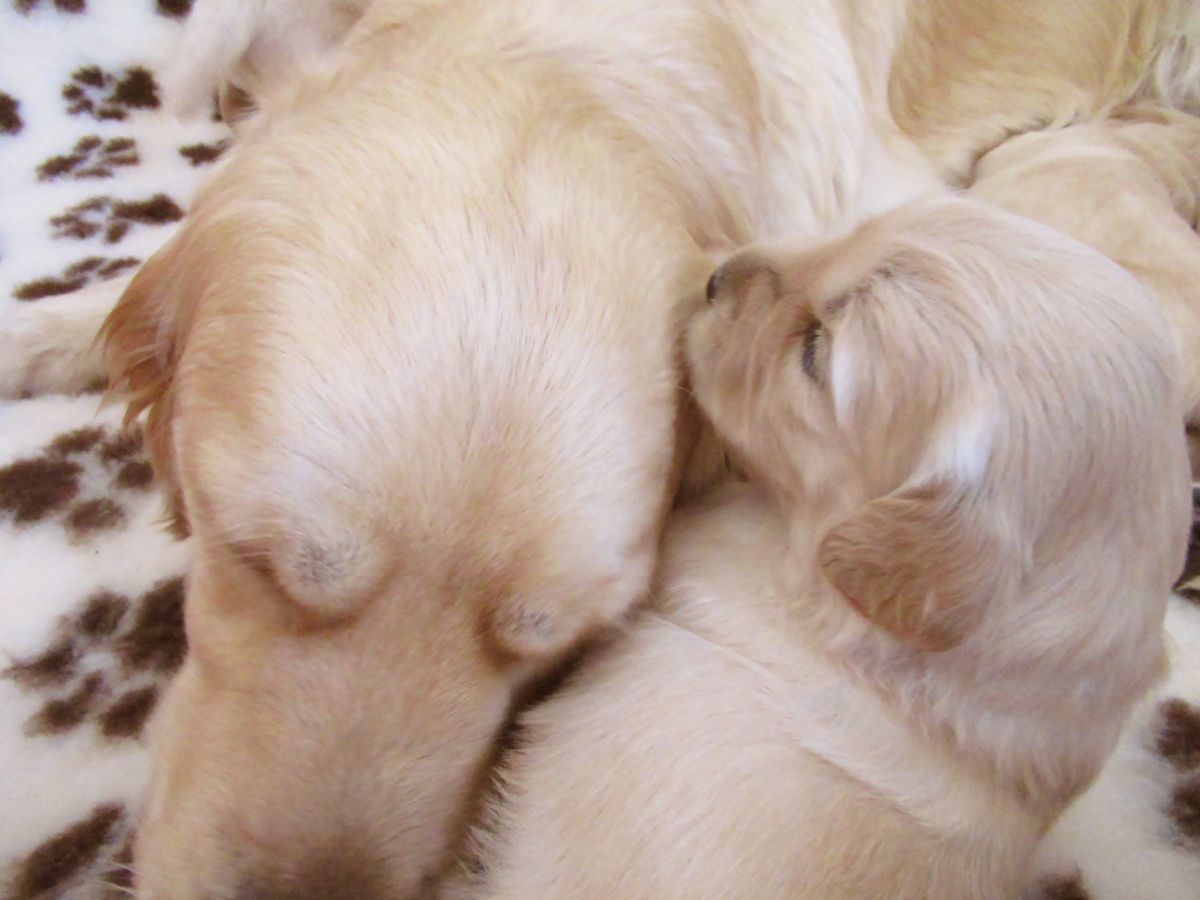 На фото - Зива Хэвенс Гейт (Лора) и щенок из помета Ш 18 дней от рода (2021г)