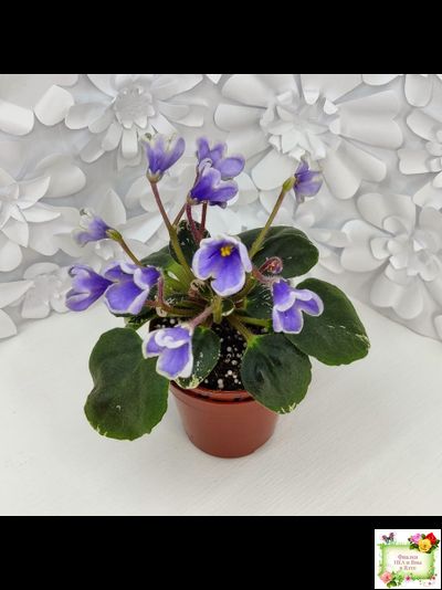 Н-Лесной Родник (Н. Бердникова) 2015 (детка-стартер)