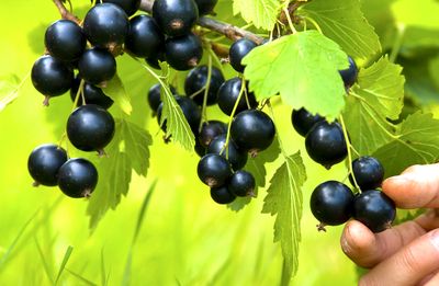 Смородина черная  Лентяй