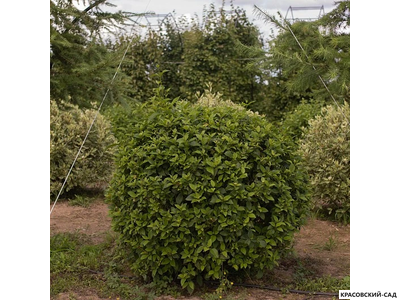 Топиар Боярышник сливолистный в форме шара