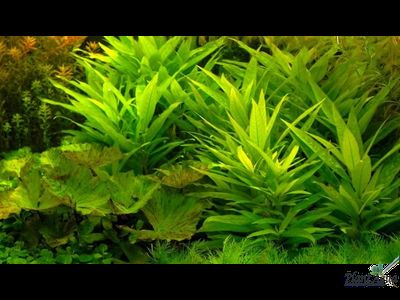 Hygrophila angustifolia