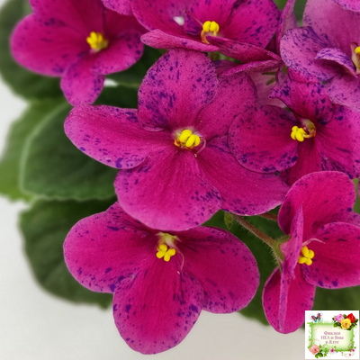 Mac’s Paisley Pattern (G.McDonald)