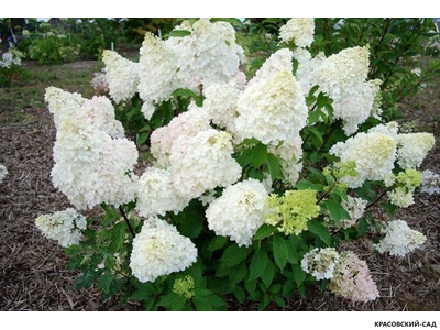 Гортензия Диамантино - Diamantino