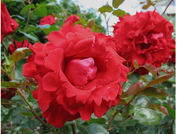 Жак превэ (Jacques Prevert ), Meilland