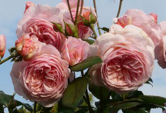 Розовый Лед (A Shropshire Lad (AUSled) роза, ЗКС