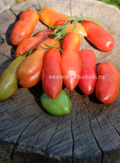 Томат Стрелка, 10 шт