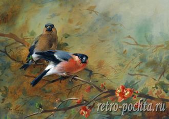 Арчибальд Торбёрн 4356