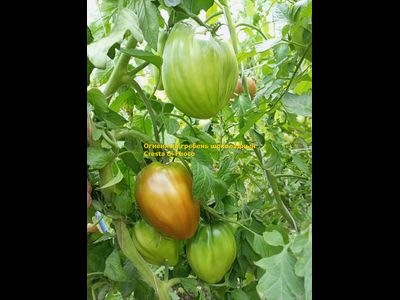 Томат Огненный гребень (Cresta di Fuoco) шоколадный, Италия