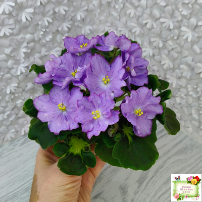 АВ-Девочка с Севера (Фиалковод) 2021 г.