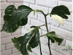 Piper sarmentosum albomarginata variegated / перец сарментозум вариегатный