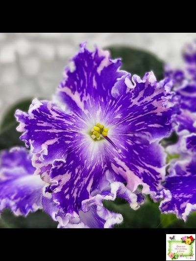 НД-Кристалл Сваровски (Н. Данилова-Суворова) 2019 г. (лист укоренённый)