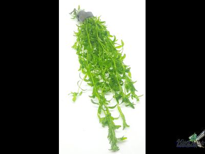 Микрантемум Микрантемойдес (пучок)